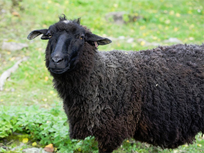 Vaihmalan Hovi lammas